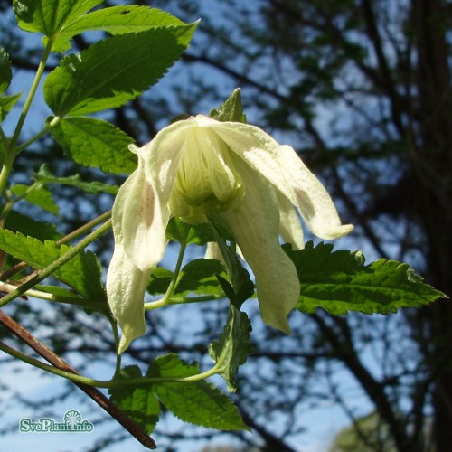 Clematis (Atragene-Gruppen) Pointy