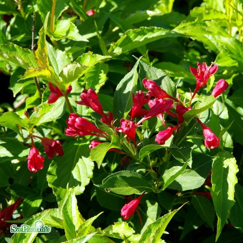 Weigela Red Prince