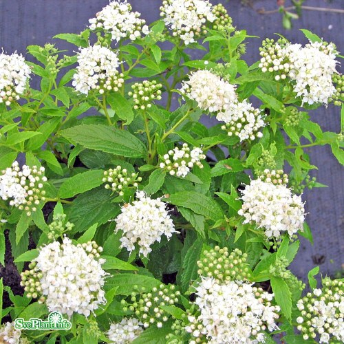 Spiraea japonica Albiflora