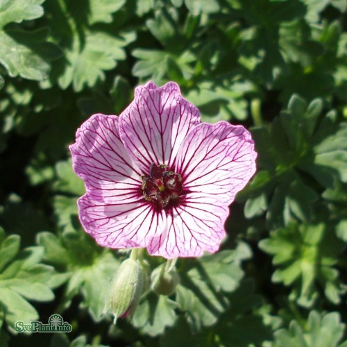 Geranium (Cinereum) Ballerina