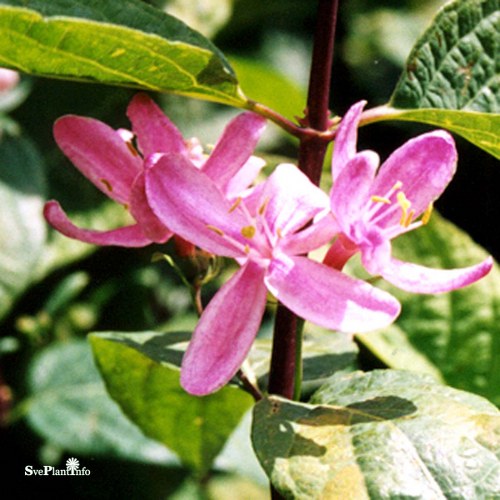 Lonicera tatarica Rosea