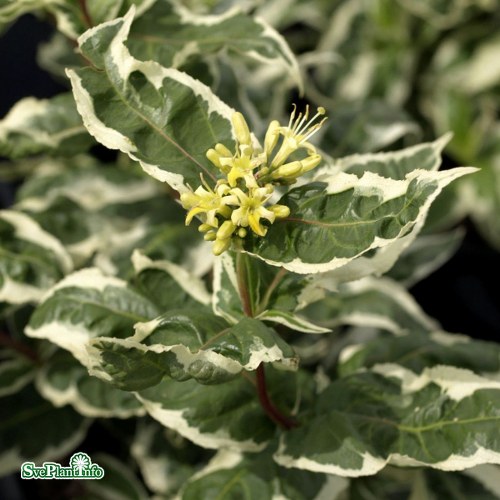 Diervilla sessilifolia COOL SPLASH