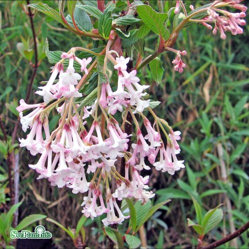 Viburnum × bodnantense Charles Lamont