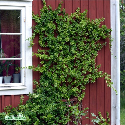 Euonymus fortunei var. radicans Sarcoxie