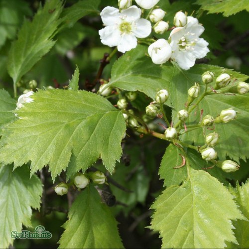 Crataegus flabellata var. grayana