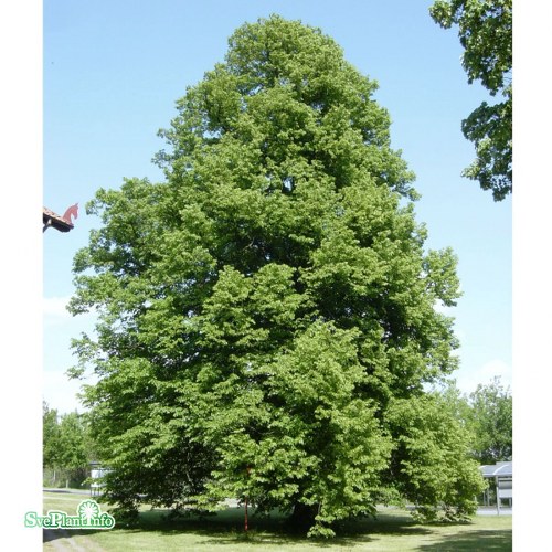 Tilia  europaea Zwarte Linde