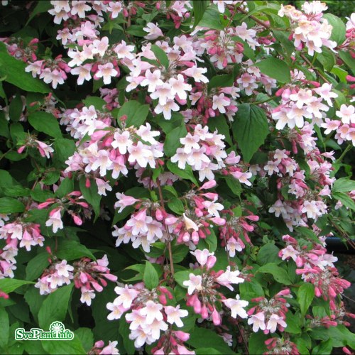 Kolkwitzia amabilis Pink Cloud
