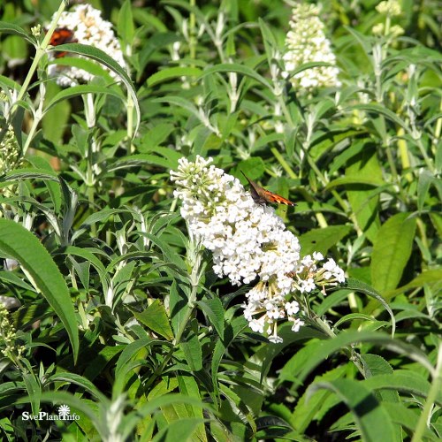 Buddleja davidii White Profusion