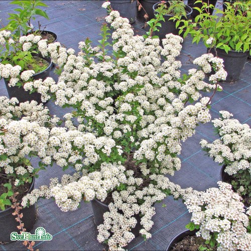 Spiraea nipponica June Bride