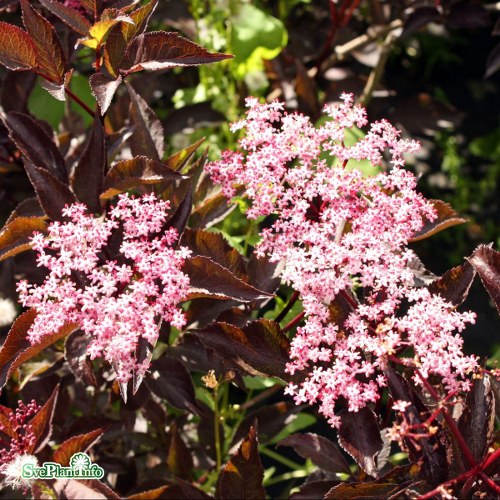 Sambucus nigra BLACK BEAUTY