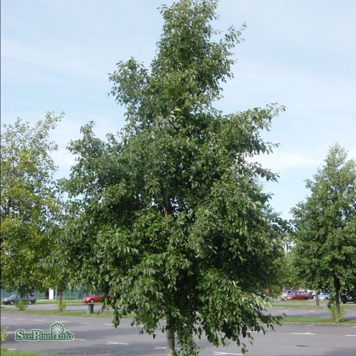 Alnus incana