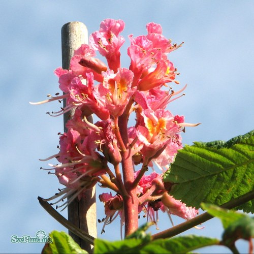 Aesculus carnea Briotii