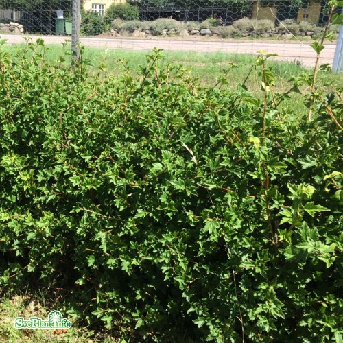 Ribes alpinum ERNE Inger