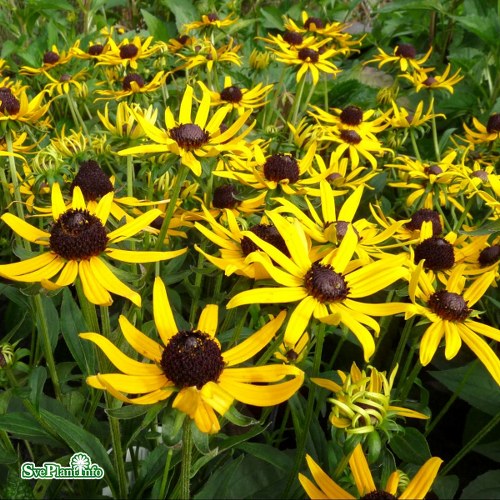 Rudbeckia fulgida Little Goldstar