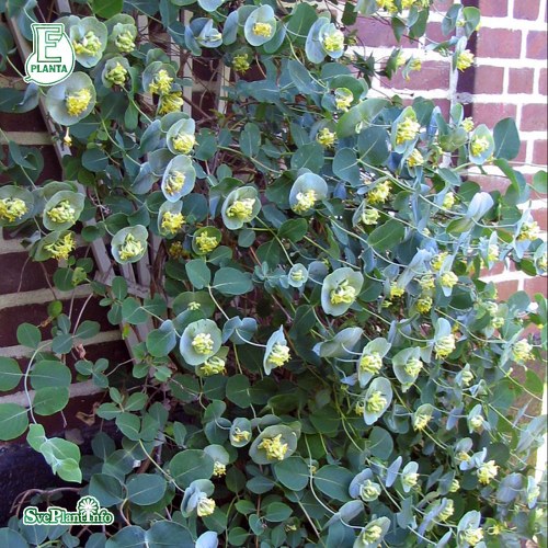 Lonicera reticulata Silver E