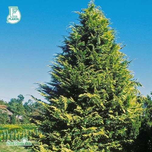 Chamaecyparis lawsoniana Aurea D�mmesmoen E