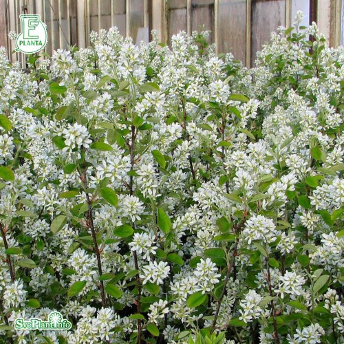 Amelanchier alnifolia FK ALVDAL E