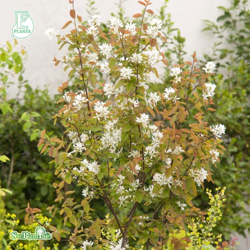 Amelanchier laevis FK BCKLSA E