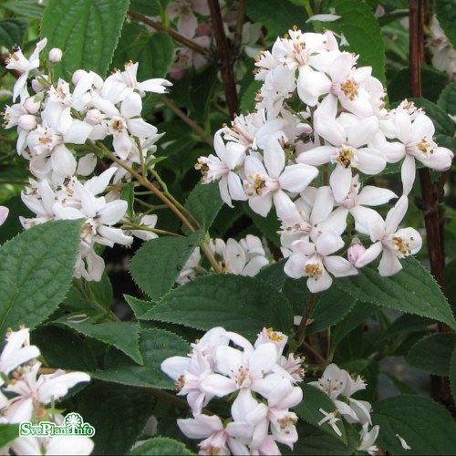 Deutzia � hybrida Mont Rose