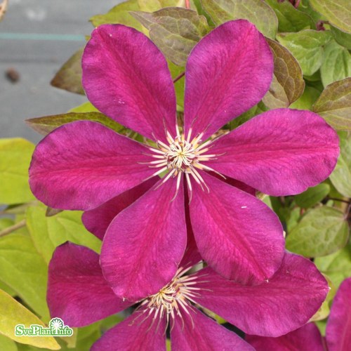 Clematis (SS) Niobe