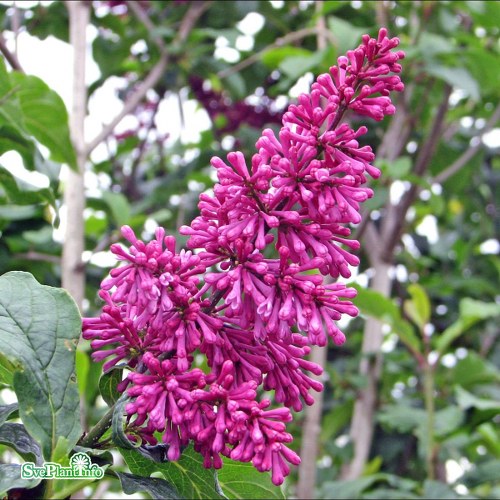 Syringa × prestoniae Redwine