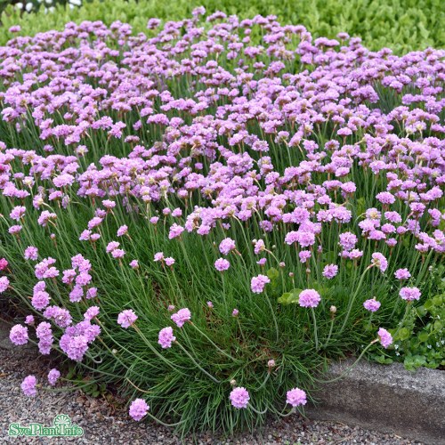 Armeria maritima