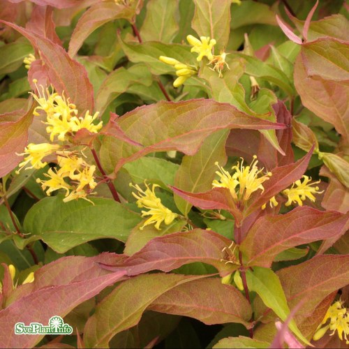 Diervilla sessilifolia Dise