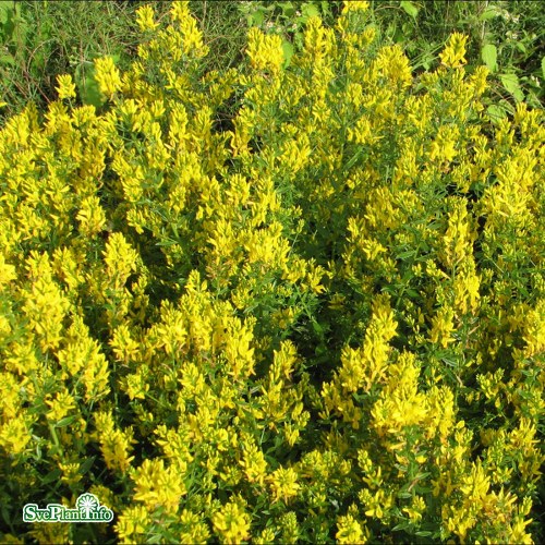 Genista tinctoria Royal Gold