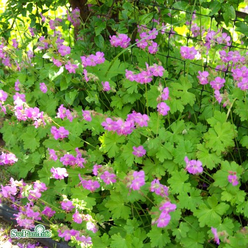 Geranium cantabrigiense Karmina