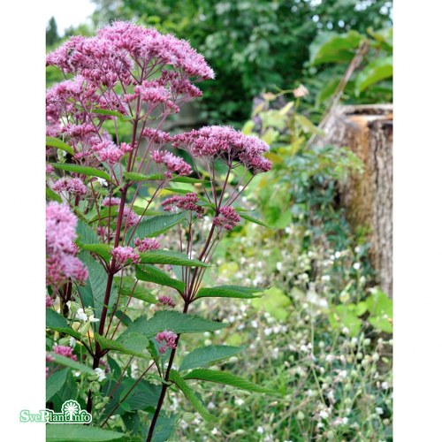 Eupatorium maculatum Atropurpureum