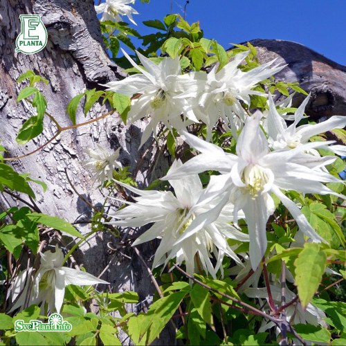 Clematis (Atragene-Gruppen) Albina Plena E