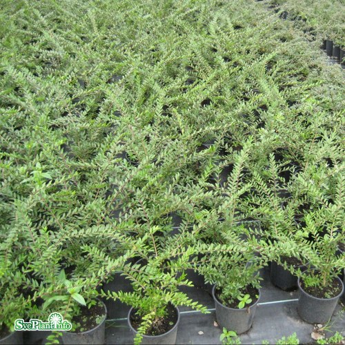 Lonicera pileata