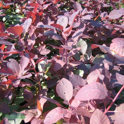 Cotinus Grace