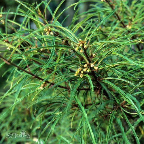 Frangula alnus Aspleniifolia