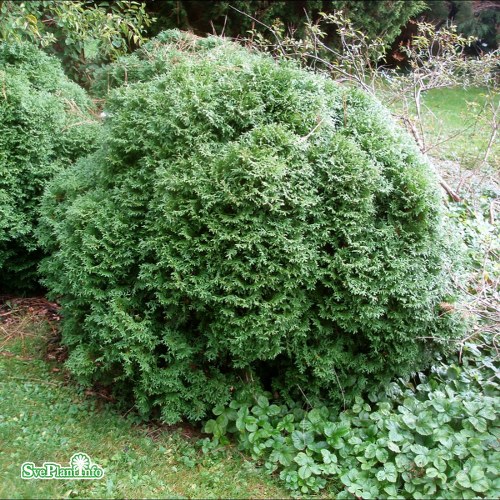 Thuja occidentalis Little Giant