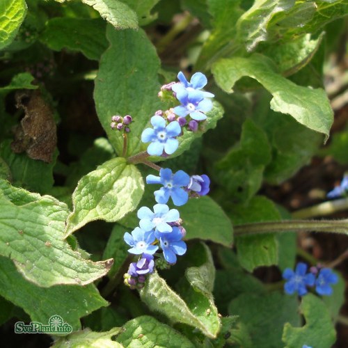 Brunnera macrophylla