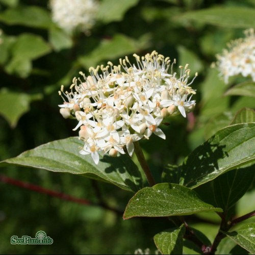 Cornus sanguinea