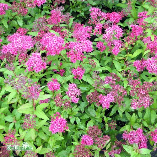 Spiraea japonica Darts Red