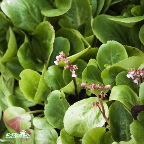 Bergenia Baby Doll