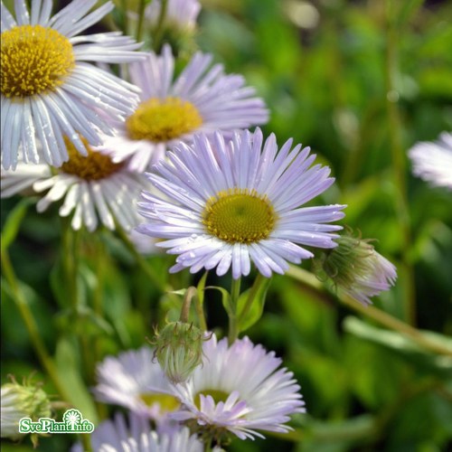 Erigeron glaucus Fru Frida Lindstr�m