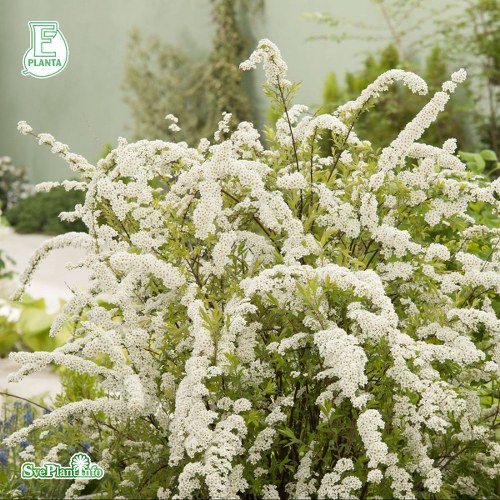 Spiraea  cinerea Grefsheim E