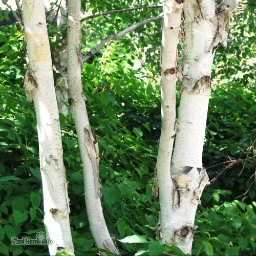 Betula utilis var. jacquemontii