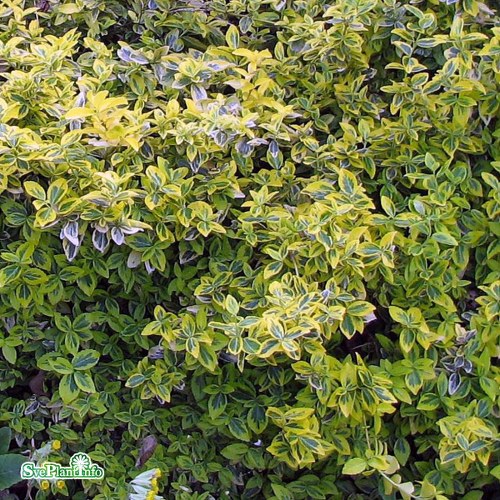 Euonymus fortunei var. radicans Emeraldn Gold