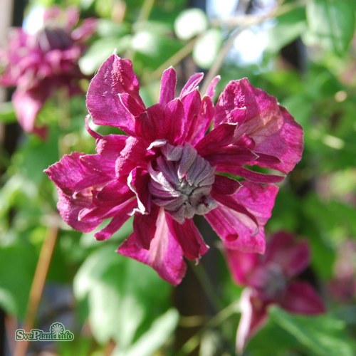 Clematis (Viticella) Purpurea Plena Elegans