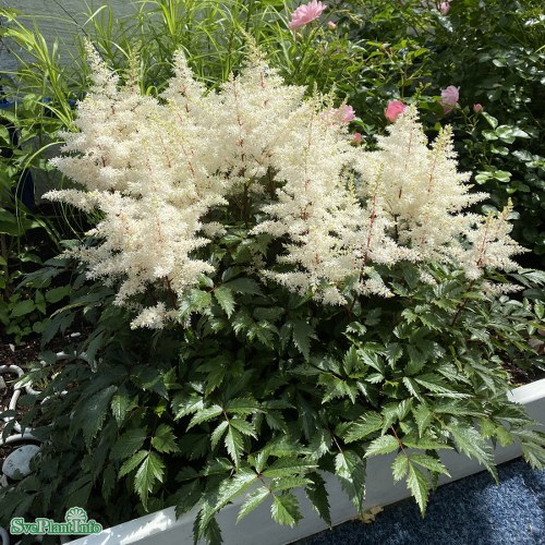 Astilbe arendsii Rock and Roll