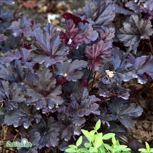 Heuchera Obsidian