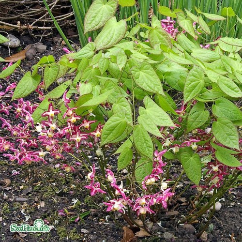 Epimedium rubrum