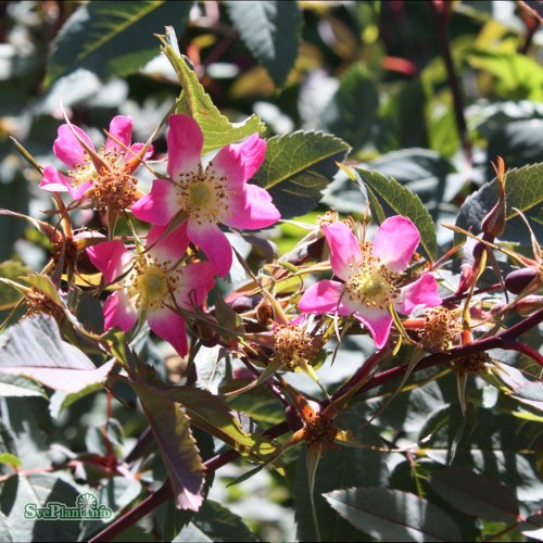 Rosa glauca