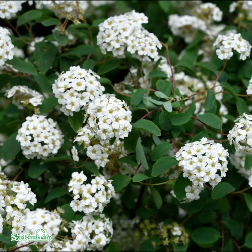 Spiraea  vanhouttei