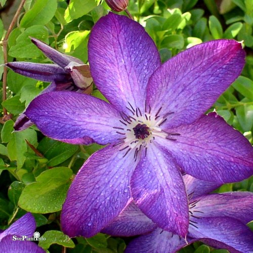 Clematis (Viticella) Venosa Violacea